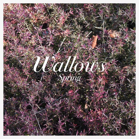 Wallows - Spring LP